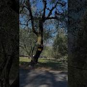 Евреи И Древо Гаркад