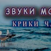 Море Чайки Плеск Воды