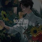 Sakayume Lofi