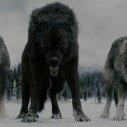 Twilight Wolves Wolves