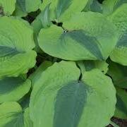 Hosta