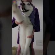 Открываем Золотые Ворота Хуякс
