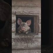 Доброе Утро Моя Девочка Спешу Пожелать Тебе
