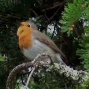 Punarinta Laulaa Kauniisti Erithacus Rubecula Seppo Sallinen