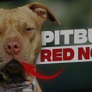 Red Nose Pitbull Thing You Need To Know Before Getting One Ipet Guides