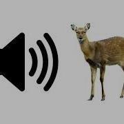 Deer Sounds Effects