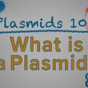 Plasmid