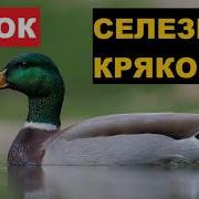 Селезень Крякает