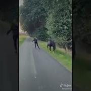 Коняжка И Девушка На Роликах Красивая Музыка