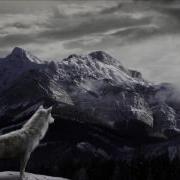 The Rebel Wolf