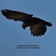 The Fight Of A Thrush Magnus Ludvigsson