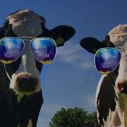 Funny Cow Dance And Chicken Song 10 Funny Cow And Chicken Videos Together Mag Media