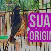 Suara Original Murai Batu Ini 100 Ampuh Untuk Pemikat Murai Anda Mbe Kicau