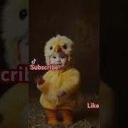 Пи Пи Пиу Танец