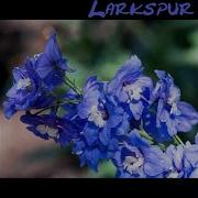 Bog Larkspur Junk