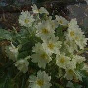 Shonerip Spring Is