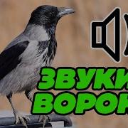 Звуки Ворон