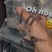 Exotics Lair Tarantula Too Excited