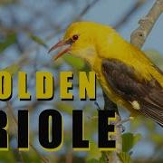 Sariasma Sesi Eurasian Golden Oriole Oriolus Oriolus