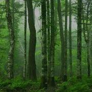 Peder B Helland Deep In The Forest