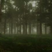 Forest Ambience