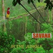 Jungle In The Jungle Savana