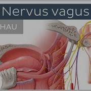 Nervus