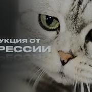Скажи Депрессии Нет Симптомы Депрессии А В Курпатов