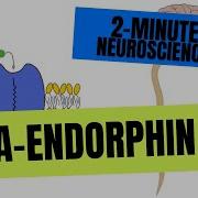 Endorphin