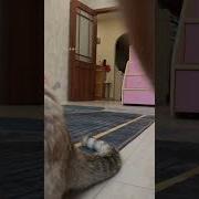 Кот Играет С Мячиком