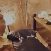 Дарруни Хонаи Хазрати Мухаммад С А В Дом Пророка Мухаммада С А У