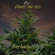 Sativa Man Aywee Tha Seed Chill Select