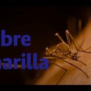 Fiebre Amarilla