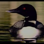 Loon Bird Sound