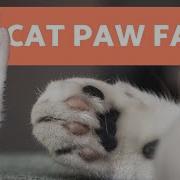 Cat Paw Getting Around