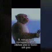 Вазелиновый Сракотан