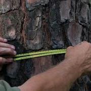 Using A Tree Diameter Tape