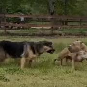 German Shepherd Attacks Pitbull Off Leash Park Nbflive Nbf