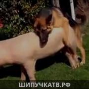 Milfсмотреть Секс Русских Со Словами С Животными