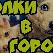 Песня Бандита И Бублика Волки В Городе