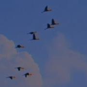 Icarus Moment In Time