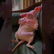 У Него Кто Родители Брет Пит И Рассвет
