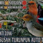 Mp3 Suara Pikat Burung Sogon Kolibri Terbaru Guru Pikat Channel