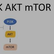 Mesky Pathway