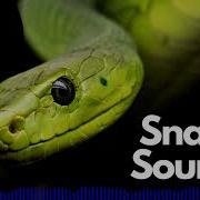 Snake Sfx