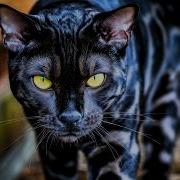 Ruha Black White