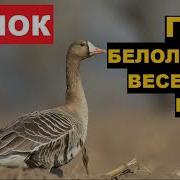 Гусь Гуменник Весенний Базар