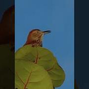 Blissed Out Music Of The Brown Thrasher Nature Art Excellence Music