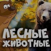 Дикие Животные Для Детей