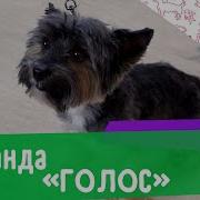 Kак Научить Собаку Команде Голос